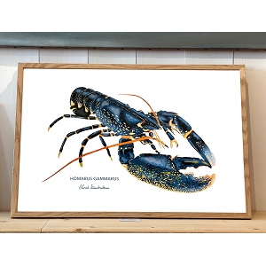 VAREK AFFICHE 30X40 HOMARDS<br>.