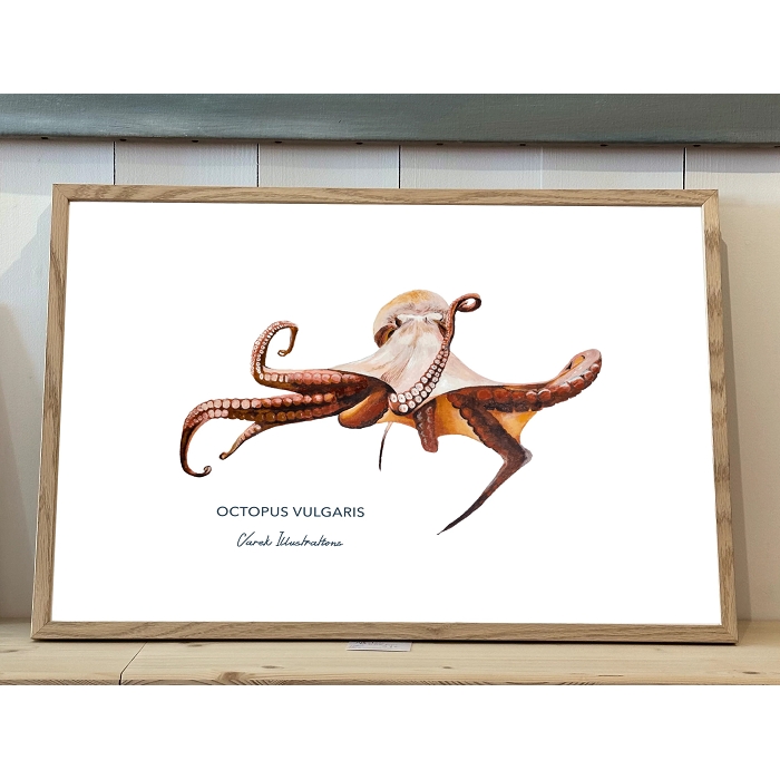 Varek affiche 30x40 poulpes 