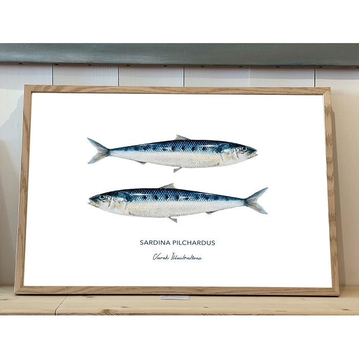 Varek affiche 30x40 sardines 
